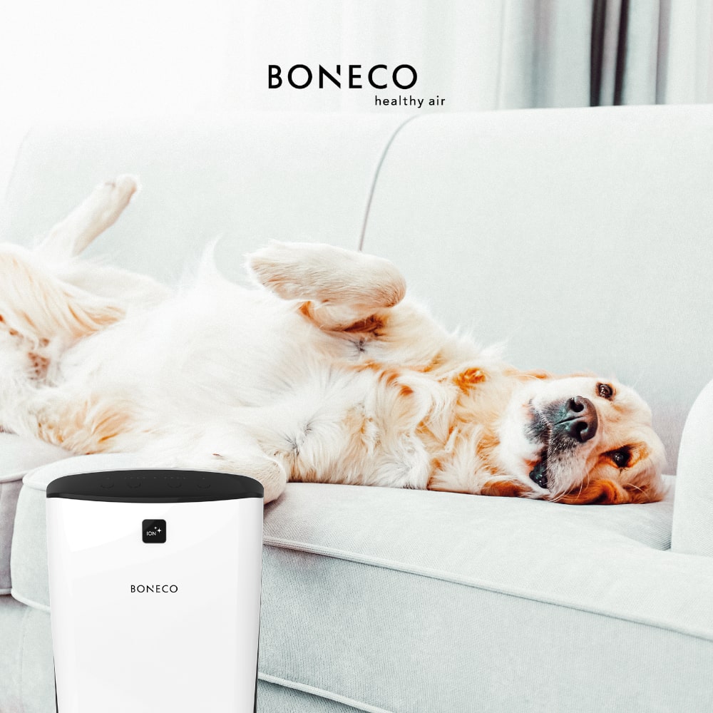 Boneco P340 Room Air Purifier With Dog On Sofa - Aerify