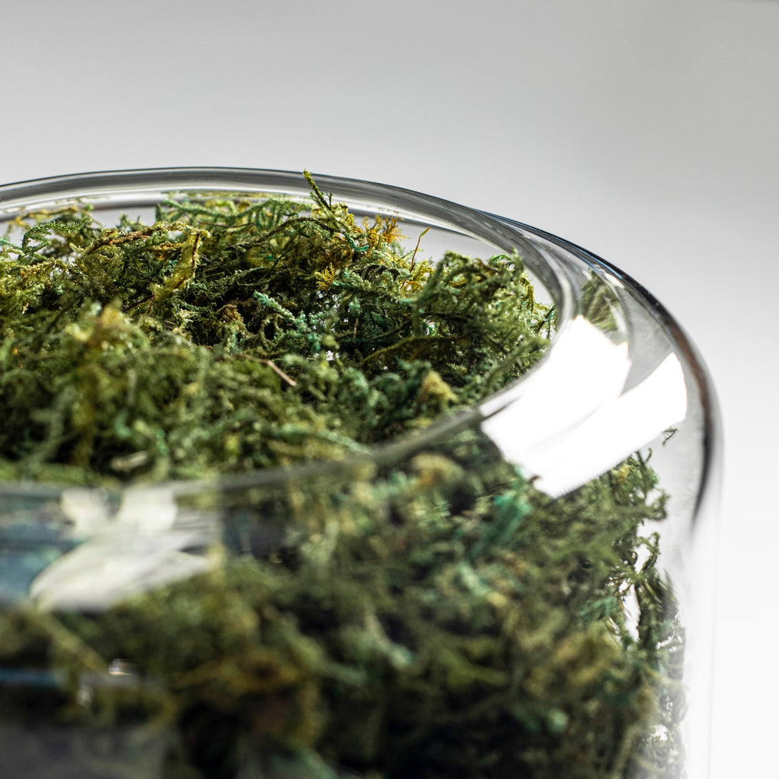 Moss_in_a_glass_container