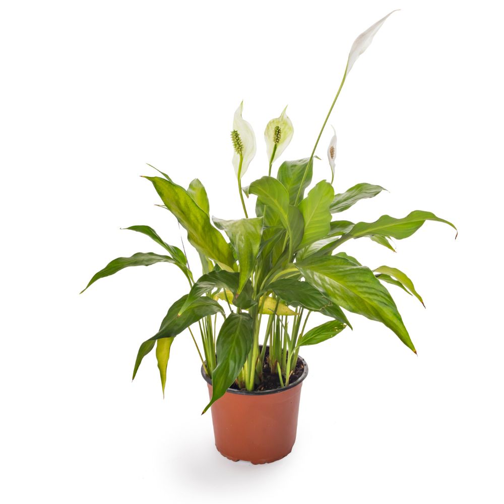 Peace lily (Spathiphyllum) For Vitesy Natede Air Purifier - Aerify
