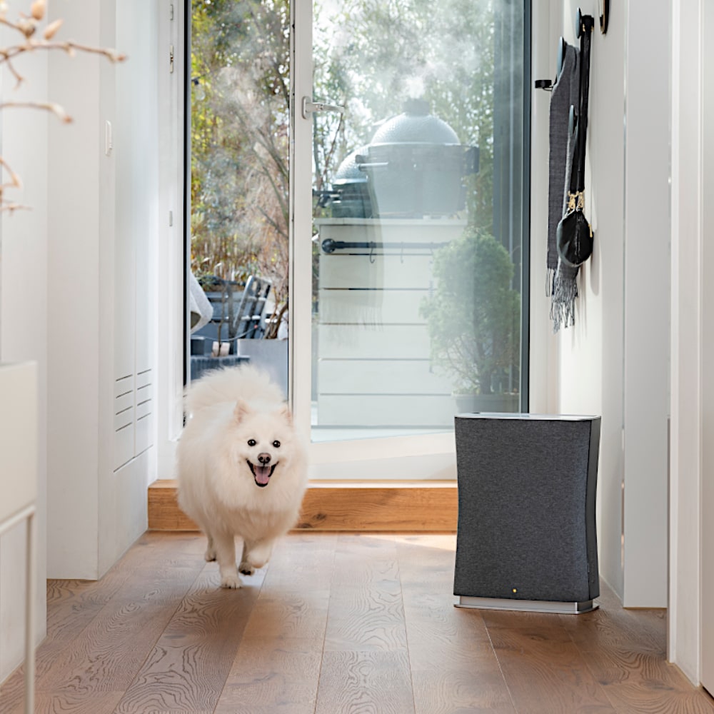 Stadler Form Roger Little Air Purifier Dark Grey In Corridor With Dog - Aerify
