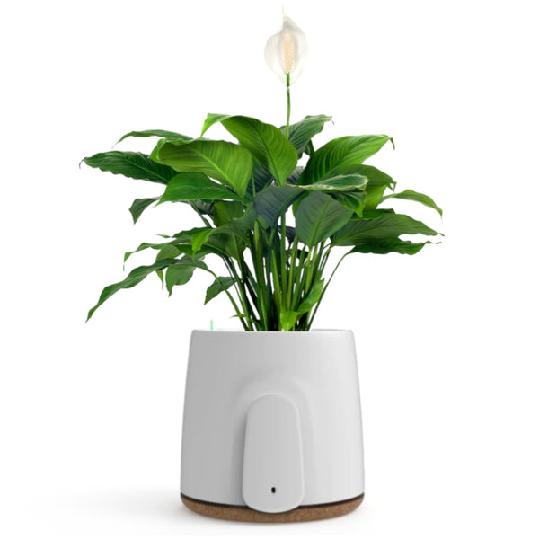 Vitesy Natede Basic Natural Air Purifier - Brought To You By Intelligent Appliances® - Aerify