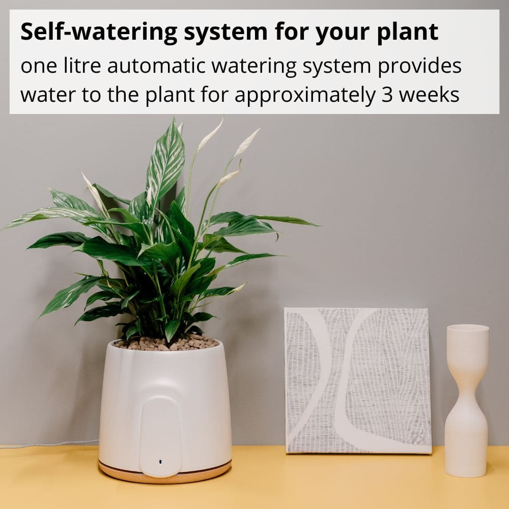 Vitesy Natede Basic Natural Air Purifier Self Watering System - Aerify