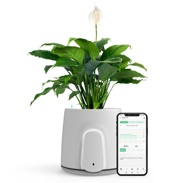 Vitesy Natede Smart Natural Air Purifier And Indoor Air Quality Monitor - Brought To You By Intelligent Appliances® - Aerify